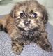 Yoranian Puppies for sale in Monee, IL 60449, USA. price: $400