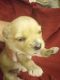 Yoranian Puppies for sale in Princeton, IN 47670, USA. price: $300