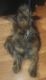 Yoranian Puppies for sale in Beecher, Illinois. price: $250