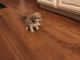 Yoranian Puppies for sale in Monticello, AR 71655, USA. price: $400