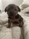 Yoranian Puppies for sale in Jacksonville, AR, USA. price: $400