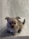 Yoranian Puppies for sale in Los Angeles, California. price: $1,800