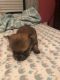 Yoranian Puppies for sale in Amherst, VA 24521, USA. price: $400