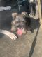 YorkiePoo Puppies for sale in Baytown, TX, USA. price: $700