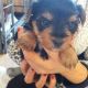 YorkiePoo Puppies for sale in Clifton, Cape Town, 8005, South Africa. price: 1300 ZAR