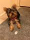 YorkiePoo Puppies for sale in Dockweiler, CA 90007, USA. price: NA