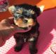 YorkiePoo Puppies for sale in Ohio City, Cleveland, OH, USA. price: $600
