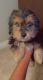 YorkiePoo Puppies for sale in Jackson, GA 30233, USA. price: $800