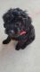 YorkiePoo Puppies for sale in Massillon, OH, USA. price: $700