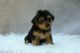 YorkiePoo Puppies for sale in Lowell, MA, USA. price: $2,200