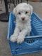 YorkiePoo Puppies for sale in West Fargo, ND, USA. price: $350