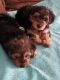 YorkiePoo Puppies for sale in Dublin, GA 31021, USA. price: $850