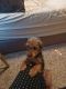 YorkiePoo Puppies for sale in Ramsey, MN 55303, USA. price: $700