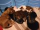 YorkiePoo Puppies for sale in Columbus, GA, USA. price: NA