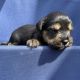 YorkiePoo Puppies for sale in Columbus, GA 31909, USA. price: NA