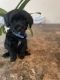 YorkiePoo Puppies for sale in Victorville, CA 92392, USA. price: $800