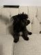 YorkiePoo Puppies for sale in Tinley Park, IL, USA. price: $1,500