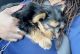 YorkiePoo Puppies for sale in Richmond, TX, USA. price: $3,000