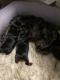 YorkiePoo Puppies for sale in 2531 Sarita Ave NW, Albuquerque, NM 87104, USA. price: $3,500