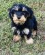 YorkiePoo Puppies for sale in Winston, GA 30187, USA. price: NA