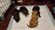 YorkiePoo Puppies for sale in La Crosse, WI, USA. price: $1,200