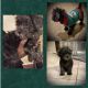 YorkiePoo Puppies for sale in Sugar Land, TX, USA. price: $700