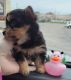 YorkiePoo Puppies for sale in Davison, MI 48423, USA. price: $2,000