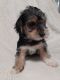 YorkiePoo Puppies for sale in Huntingdon, PA 16652, USA. price: NA