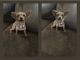 YorkiePoo Puppies for sale in Lowell, MA, USA. price: $500