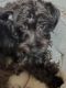 YorkiePoo Puppies for sale in Lakewood, OH, USA. price: $400