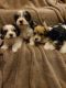YorkiePoo Puppies for sale in Grandville, MI, USA. price: $2,000