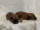 YorkiePoo Puppies for sale in Coleman, MI 48618, USA. price: $1,000