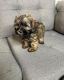 YorkiePoo Puppies for sale in Silver Spring, MD, USA. price: $3,000