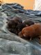 YorkiePoo Puppies for sale in Staten Island, NY, USA. price: NA