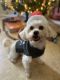 YorkiePoo Puppies for sale in Humble, TX, USA. price: $500