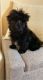 YorkiePoo Puppies for sale in Fort Worth, TX, USA. price: NA