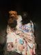 YorkiePoo Puppies for sale in Brooklyn, NY, USA. price: $1,200