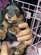 YorkiePoo Puppies for sale in Tampa, FL, USA. price: $1,800