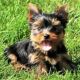 YorkiePoo Puppies for sale in Ontario Mills Pkwy, Ontario, CA 91764, USA. price: $700