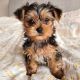 YorkiePoo Puppies for sale in New Orleans, LA, USA. price: $800