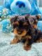 YorkiePoo Puppies for sale in Central Louisiana, LA, USA. price: $700