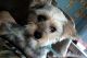 YorkiePoo Puppies for sale in Green Bay, WI, USA. price: $600