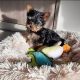 YorkiePoo Puppies for sale in Ohio City, Cleveland, OH, USA. price: $700