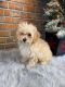 YorkiePoo Puppies for sale in New York, NY, USA. price: $1,500