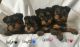 YorkiePoo Puppies for sale in Washington, DC, USA. price: $650