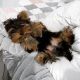 YorkiePoo Puppies for sale in Washington, DC, USA. price: $650