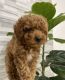 YorkiePoo Puppies for sale in Carol City, FL 33055, USA. price: $1,500