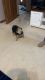 YorkiePoo Puppies for sale in Bellefontaine, OH 43311, USA. price: $800