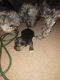YorkiePoo Puppies for sale in Vestal, NY 13850, USA. price: $1,200