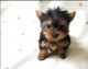YorkiePoo Puppies for sale in 4255 W Viking Rd #545, Las Vegas, NV 89103, USA. price: $2,000